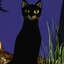 Кот