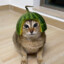 Mr.MelonCat