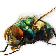 ANOYING FUCKING FLY