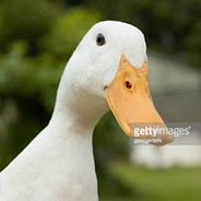 DuckMan