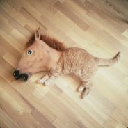 kooklive