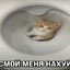 ANEHAA_TOROGAO