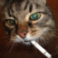 a cat smoking