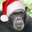 Merry Monke