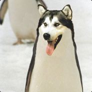 T3hD0gg - steam id 76561197960428906