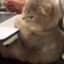 TOSHKA