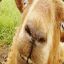 theweirdgoat