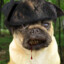 PsychopathicPug