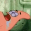 Narcolepsy