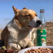 锅巴（玩无人机打43伤害