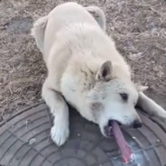 k-generational ²º¹