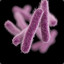 Shigella Sonnei