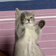 翟豆豆