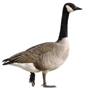 goose