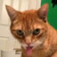 minedoge