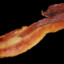 General Bacon