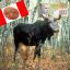 Canadian Moose Co&lt;k