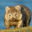Wombat