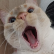meeoww Steam avatar