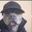 Big Dawg