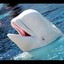 beluga whale mating call