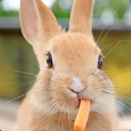 兔子
