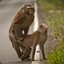 MONKEY SEX