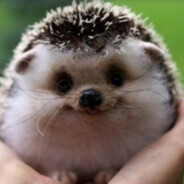 𝗗𝗔𝗟 • Flexdope