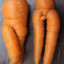 carrotsmuggler