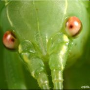 Pantomaka
