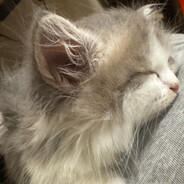 元首别他妈睡了