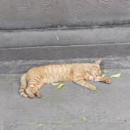 好き♡我喜欢听中文歌