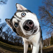 fochel666 - steam id 76561198740345764