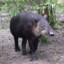 The Tapir