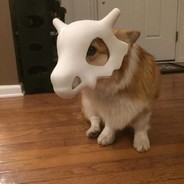 下次带什么花