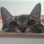 Ironmeowden