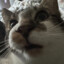 kat