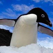 Penguinne