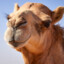 iLuvCamel