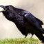 Crow_