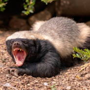 Medoed - steam id 76561199234981497