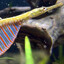 Rainbow belly pipefish