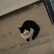 鲨鱼辣椒吃辣椒