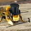 definitely not a Bee