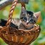 Basket Cat