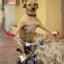 Dog on a bicycle