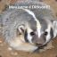 AssassinBadger