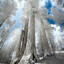 Sequoia