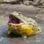 PhatFrug