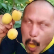 AAA金雷竹批发商